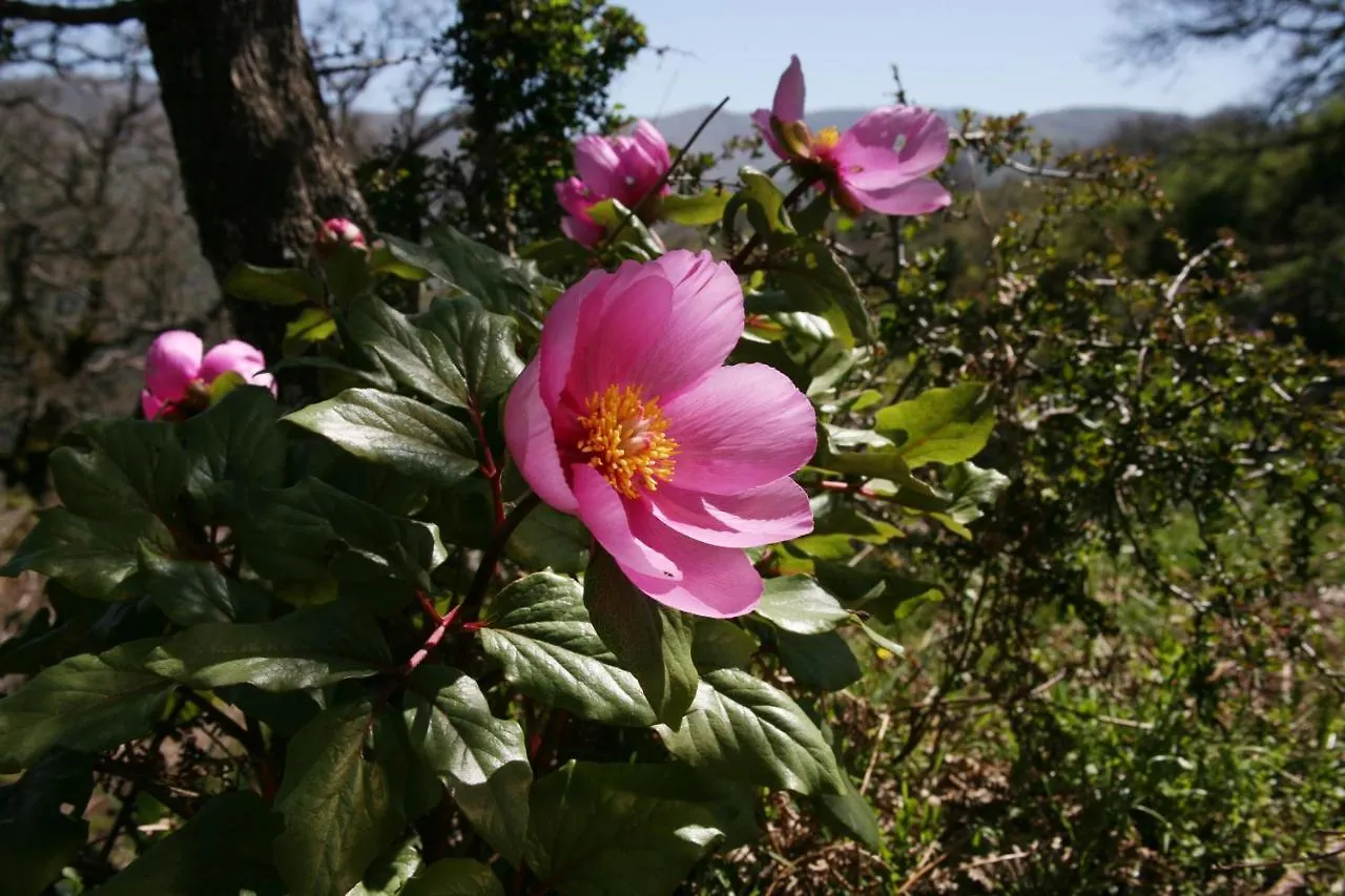 Casa Vacanze Il Giardino - Appartamento Castagno Aritzo